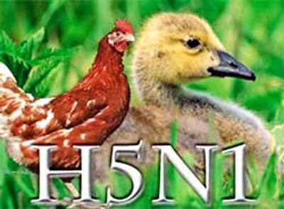 Cúm gia cầm áp sát Hà Nội