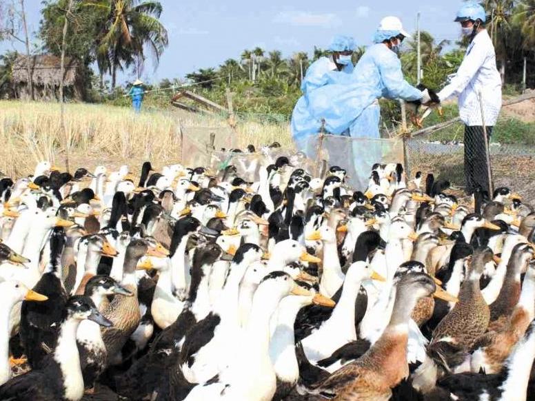 Nguy cơ xảy ra dịch nhỏ lẻ rất cao