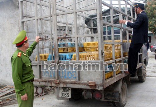 Bắt giữ xe ô tô vận chuyển 300 con gà không có giấy chứng nhận kiểm dịch