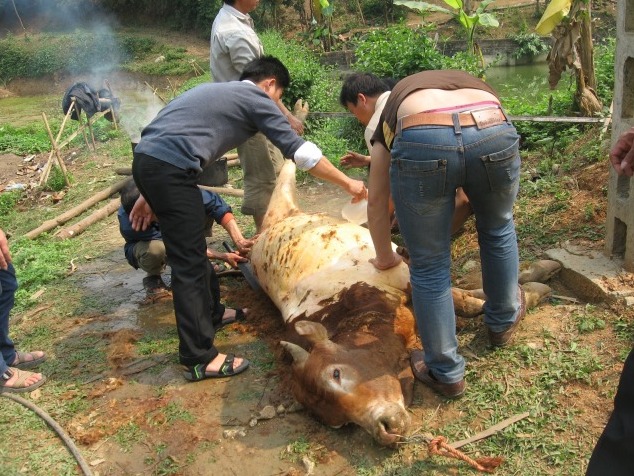 Hãi hùng công nghệ tăng trọng lượng thịt trâu, bò