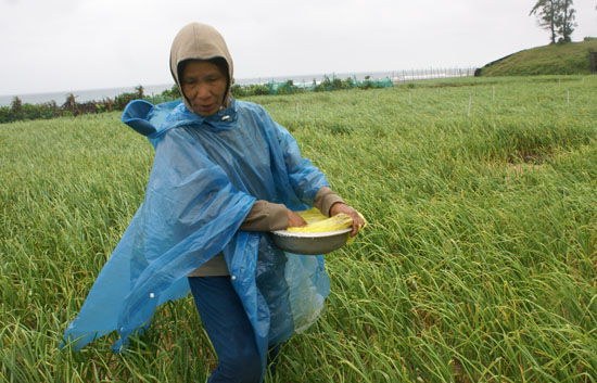 Lý Sơn Nỗi lo tỏi mất mùa, rớt giá