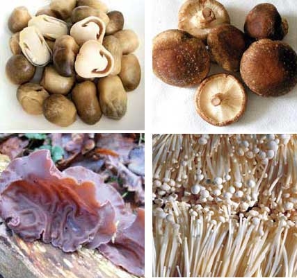 Công bố kết quả kiểm nghiệm nấm ăn tại Hà Nội