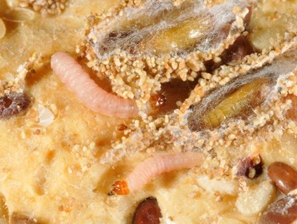 Bộ Y tế Xác minh vụ thức ăn có dòi, 800 công nhân bỏ về