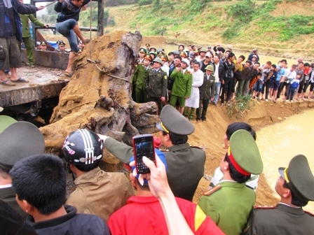 Đề xuất đưa gốc sưa tiền tỉ vào trưng bày tại bảo tàng