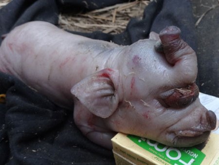 Lợn con có hình thù giống voi