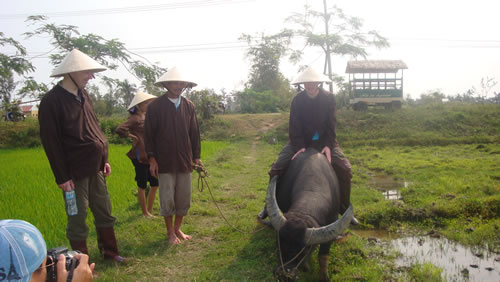 Du lịch với… xe trâu