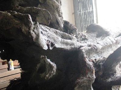 Giám định gốc sưa khủng tiền tỷ