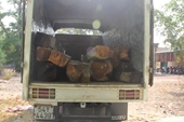 Bắt giữ hai xe tải vận chuyễn gỗ lậu qua biên giới