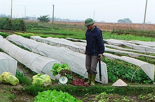 HTX rau an toàn dùng thuốc cực độc