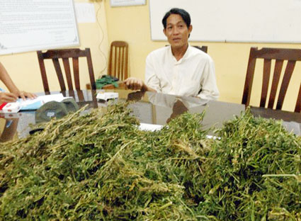 Bóc gỡ đại lý mua bán cần sa lớn