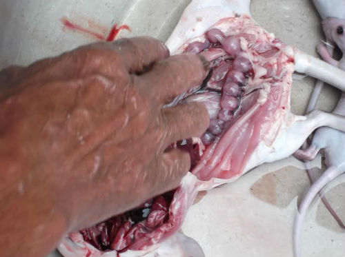 Tăng cường sinh lực bằng bào thai động vật Thật không