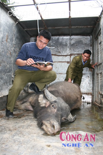 2 đối tượng giết trộm trâu sa lưới