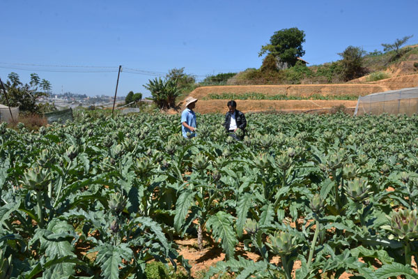 Giá Atiso trở về mức ổn định