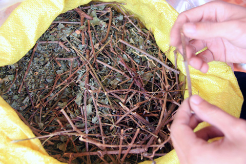 Thần dược của đồng bào Cơ Tu bị săn lùng ráo riết