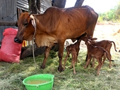 Chuyện lạ, bò sinh 3 ở huyện Thuận Nam