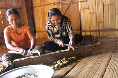 Trung Quốc ngừng mua, cau chín rục, dân bỏ mặc