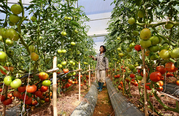 Cà chua quả khủng ở Lạc Dương