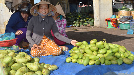 Nhà vườn mừng vì xoài đầu vụ bán được giá