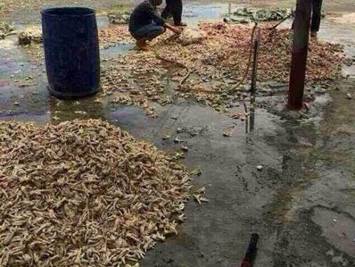 Chết khiếp đống chân gà thối đóng container xuất khẩu