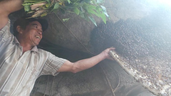 Theo chân vua bắt ong mật vào rừng lấy mật theo cách cổ truyền