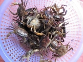Bất an với cua, ốc nuôi ở Hà Nội nhiễm kim loại nặng
