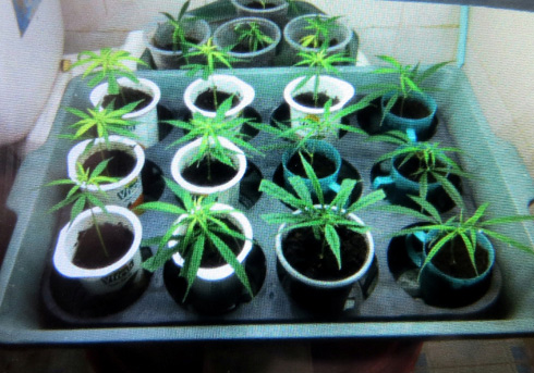 Trồng cần sa trong nhà kín giữa thành phố