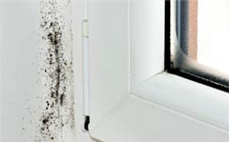 Máy rửa bát Ổ vi khuẩn gây nhiễm trùng máu