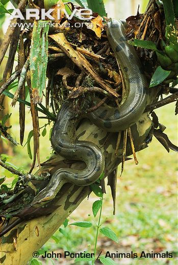 Cận cảnh loài trăn khổng lồ đang xâm chiếm Mỹ