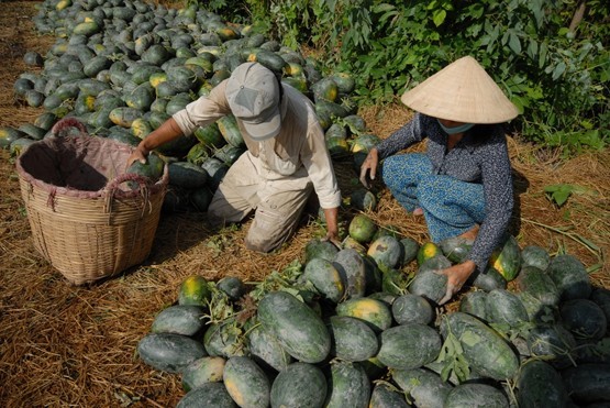 Nghịch lý dưa hấu Việt xuất xuôi và xoài đi ngược