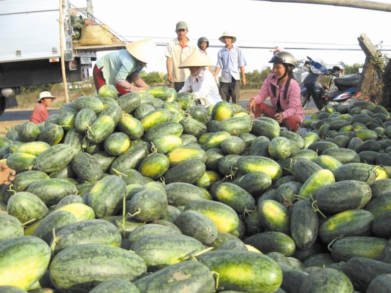 Quản lý người nước ngoài thu mua nông sản trái phép Khó vì có… tay trong