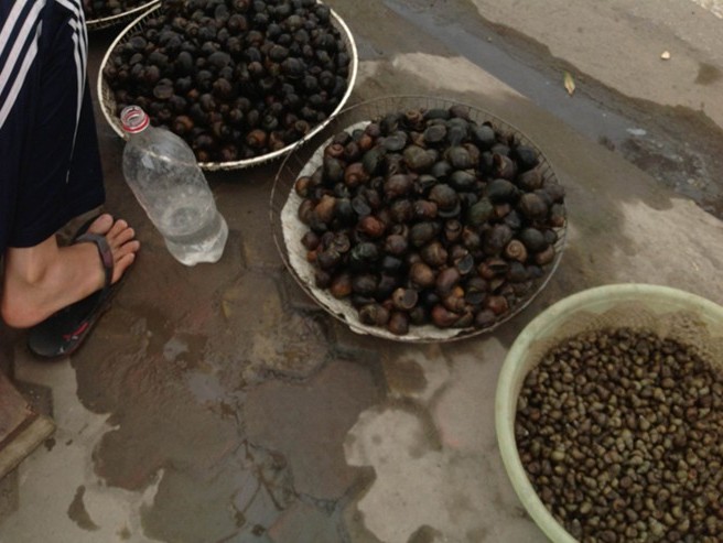 Ốc đồng nhái ốc hồ Tây để bán giá cao