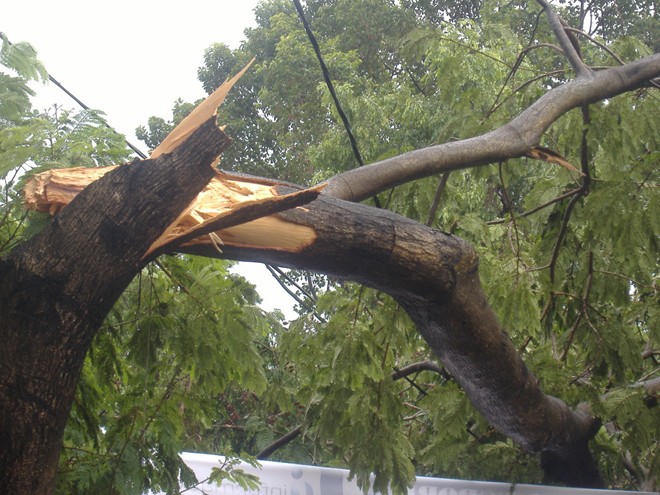 Nhiều cây xanh ở Sài Gòn bị gãy trong cơn mưa đầu mùa