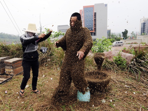 Phủ kín thân mình bằng 460 000 con ong