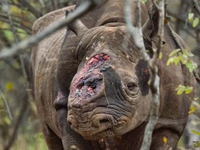 Phát động cuộc thi Thanh thiếu nhi với bảo vệ động vật hoang dã