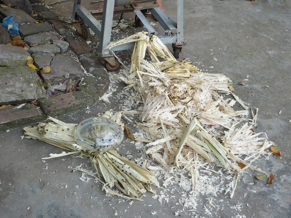 Rước bệnh từ nước mía bẩn