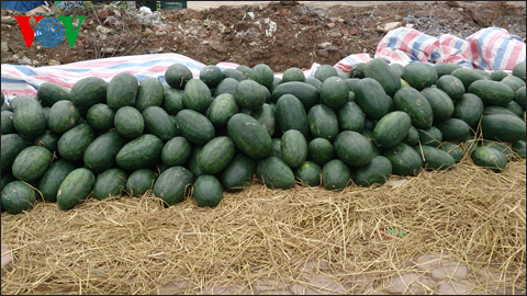 Dưa hấu giá rẻ ở đâu ra