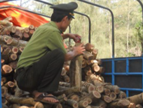 Phát hiện hơn 3 tấn gỗ trắc ở nhà hoang