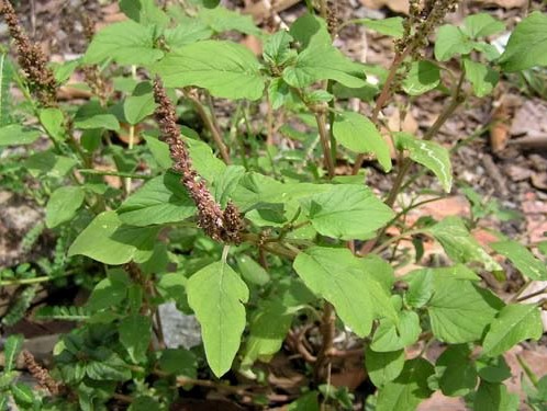 Chuyện lạ Nhà giàu Hà Nội ăn rau dại cứu đói