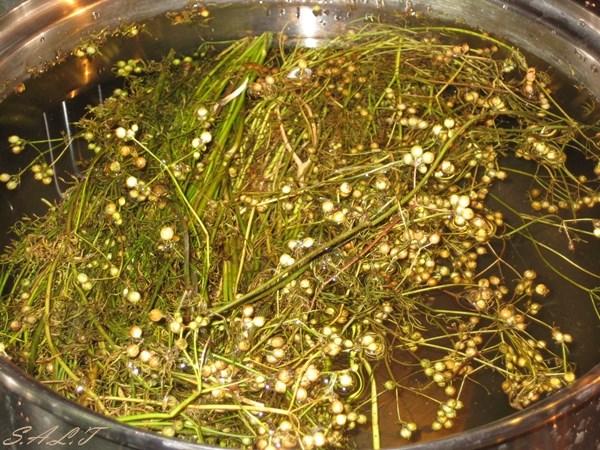 Phòng sởi bằng rau mùi BS đông y nói gì