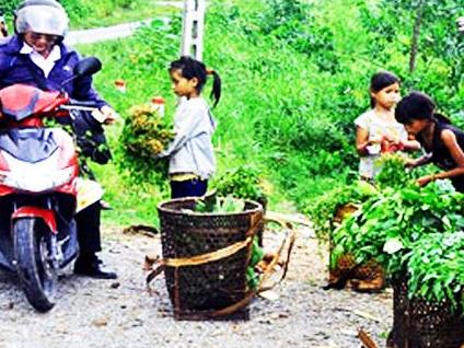 Rau rừng có thật an toàn