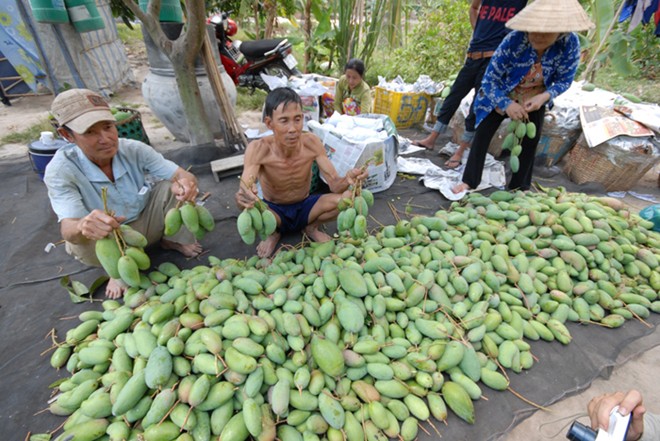 Bán 3 kg xoài không mua đủ ly cà phê đá ở miền Tây