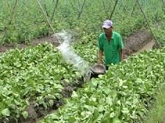 Hỗ trợ giống để chuyển đổi từ trồng lúa sang trồng cây màu