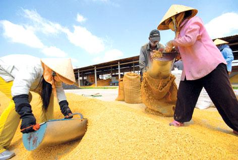 Nông dân Việt đang còng lưng để nuôi ai