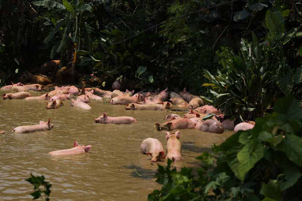 Xe lật, hàng trăm  con lợn rơi xuống ao