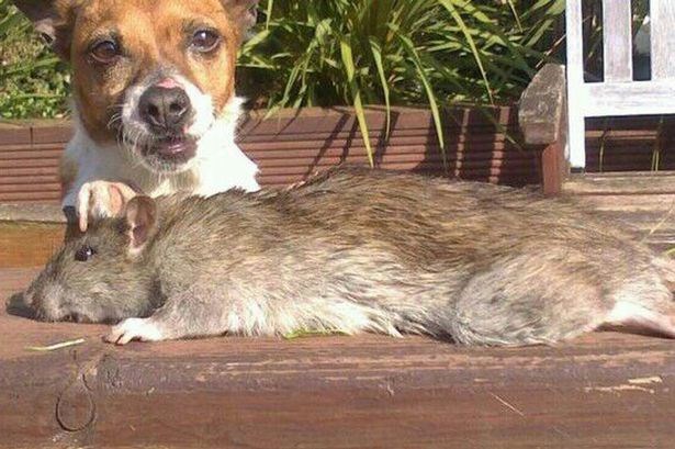 Vua diệt chuột sốc nặng vì chuột to gần bằng con chó nhà