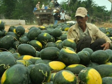 Hết ế ẩm, kham hiếm dưa hấu bán cho Trung Quốc