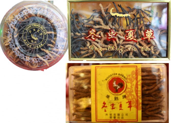 Thật thật giả giả đông trùng hạ thảo