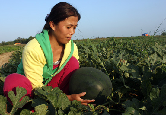 Dưa tăng giá vì  khan hiếm