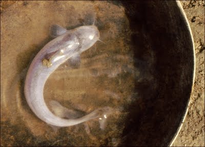 Rùng mình loài quái vật tí hon đột nhập nội tạng, hút máu người qua đường sinh dục