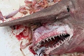 Bắt được con cá mập yêu tinh cực hiếm ở bờ biển Florida